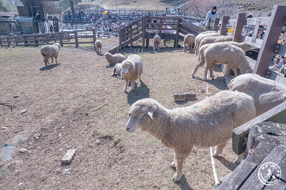 清境農場一日遊怎麼玩? 交通.門票.綿羊秀時間.必看天空步道+周邊美食景點住宿推薦完整攻略 清境農場一日遊怎麼玩? 交通.門票.綿羊秀時間.必看天空步道+周邊美食景點住宿推薦完整攻略