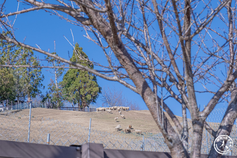 清境農場一日遊怎麼玩? 交通.門票.綿羊秀時間.必看天空步道+周邊美食景點住宿推薦完整攻略 清境農場一日遊怎麼玩? 交通.門票.綿羊秀時間.必看天空步道+周邊美食景點住宿推薦完整攻略
