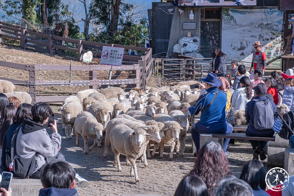 清境農場一日遊怎麼玩? 交通.門票.綿羊秀時間.必看天空步道+周邊美食景點住宿推薦完整攻略 清境農場一日遊怎麼玩? 交通.門票.綿羊秀時間.必看天空步道+周邊美食景點住宿推薦完整攻略