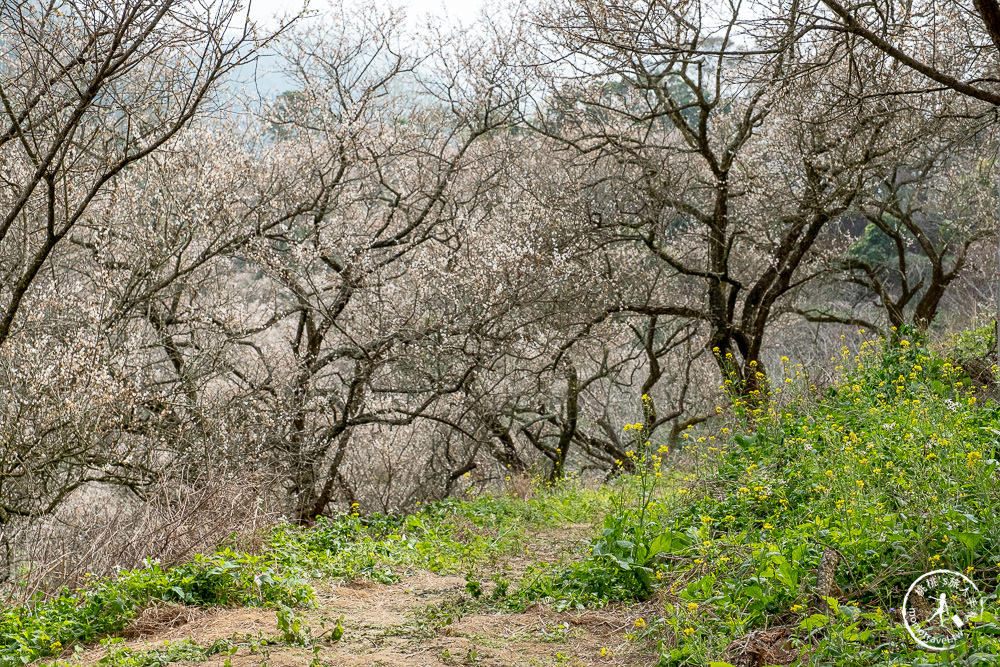 九尖茶廠 南投國姓鄉九份二山|滿山滿谷梅花滿開中|2022最新賞梅花花況
