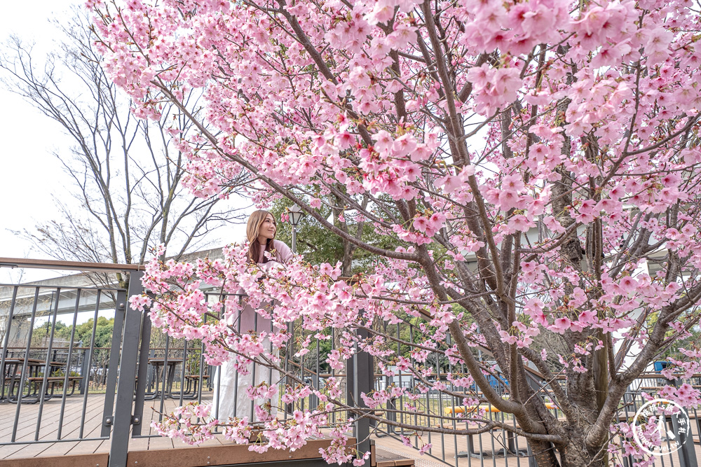 東京賞櫻景點|舍人公園-千本櫻絕美盛開！品種多元花期長 悠閒野餐推薦-日暮里舍人線櫻花秘境