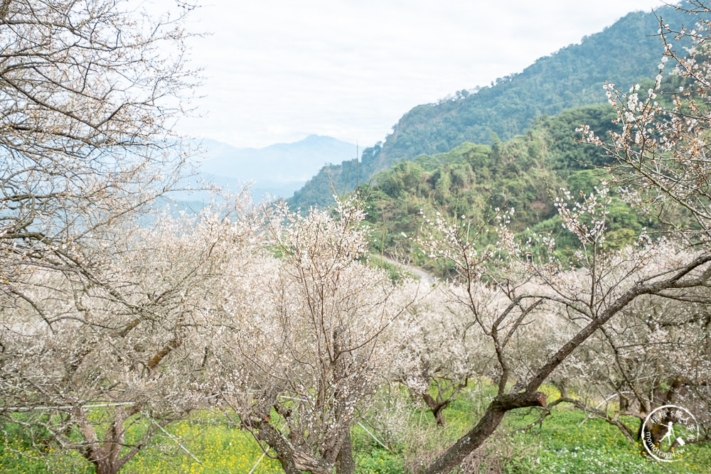 九尖茶廠 南投國姓鄉九份二山|滿山滿谷梅花滿開中|2022最新賞梅花花況