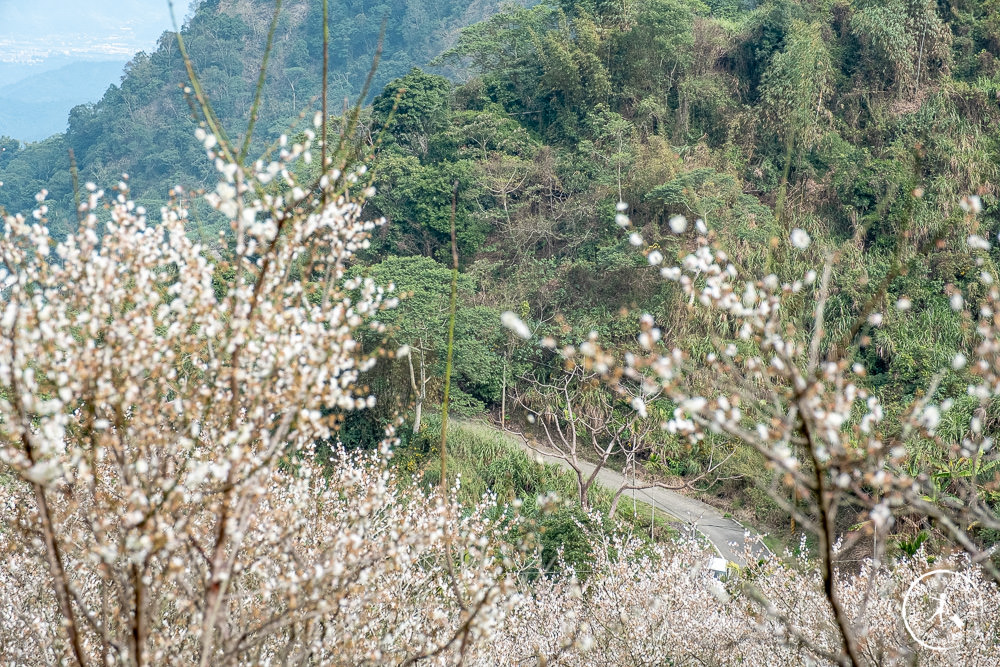 九尖茶廠 南投國姓鄉九份二山|滿山滿谷梅花滿開中|2022最新賞梅花花況