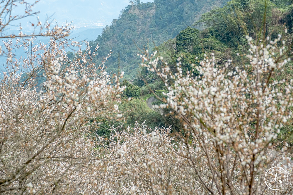 九尖茶廠 南投國姓鄉九份二山|滿山滿谷梅花滿開中|2022最新賞梅花花況 九尖茶廠 南投國姓鄉九份二山|滿山滿谷梅花滿開中|2022最新賞梅花花況