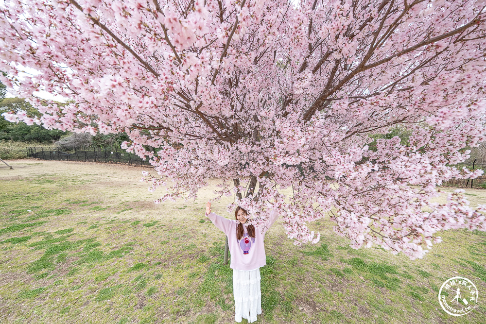 東京賞櫻景點|舍人公園-千本櫻絕美盛開！品種多元花期長 悠閒野餐推薦-日暮里舍人線櫻花秘境