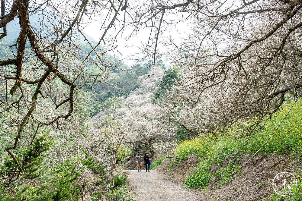 九尖茶廠 南投國姓鄉九份二山|滿山滿谷梅花滿開中|2022最新賞梅花花況