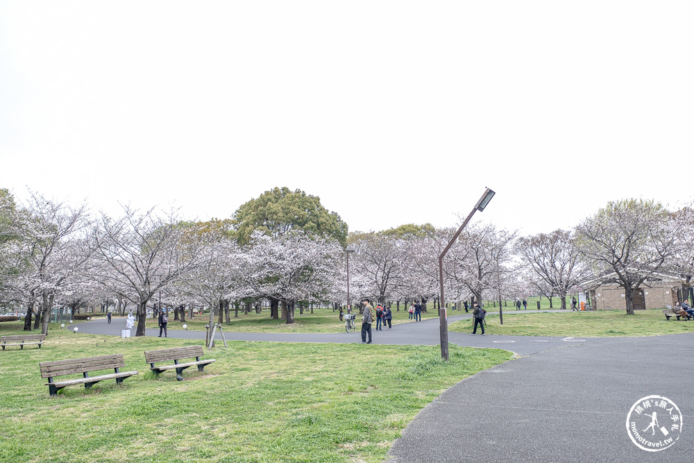 東京賞櫻景點|舍人公園-千本櫻絕美盛開！品種多元花期長 悠閒野餐推薦-日暮里舍人線櫻花秘境