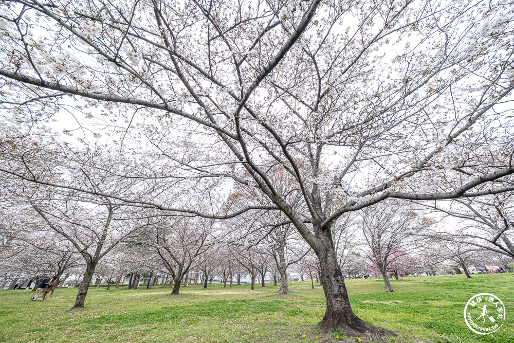 東京賞櫻景點|舍人公園-千本櫻絕美盛開！品種多元花期長 悠閒野餐推薦-日暮里舍人線櫻花秘境