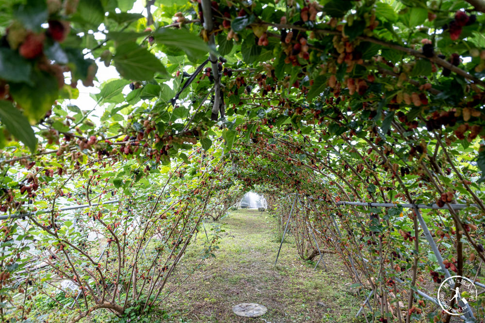 宜蘭員山景點|枕山草地果園 採桑葚體驗|期間限定採摘桑椹推薦.營業時間.門票收費.交通停車介紹