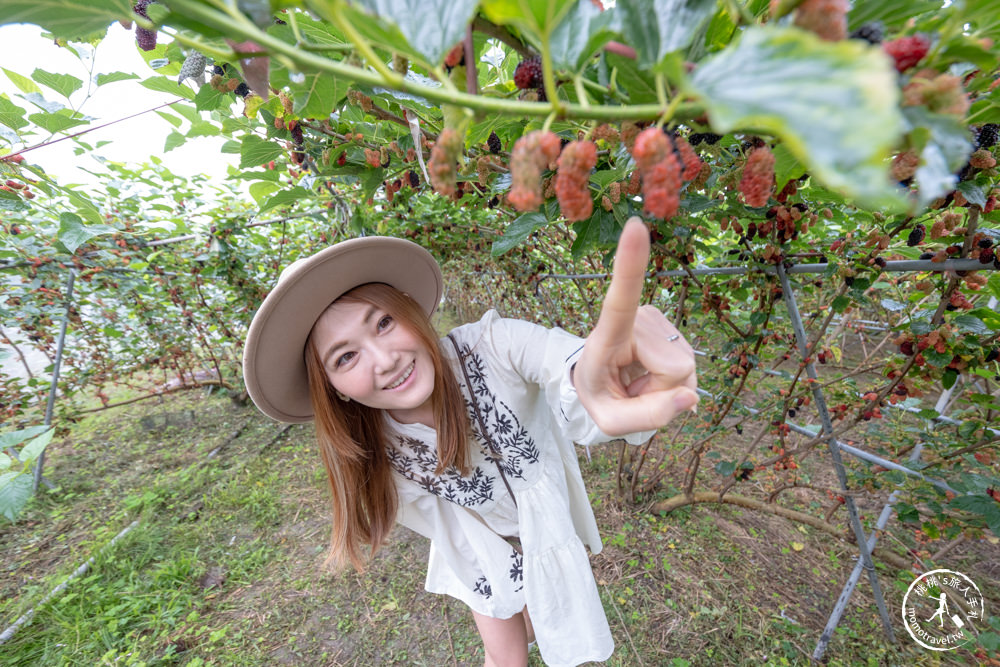 宜蘭員山景點|枕山草地果園 採桑葚體驗|期間限定採摘桑椹推薦.營業時間.門票收費.交通停車介紹