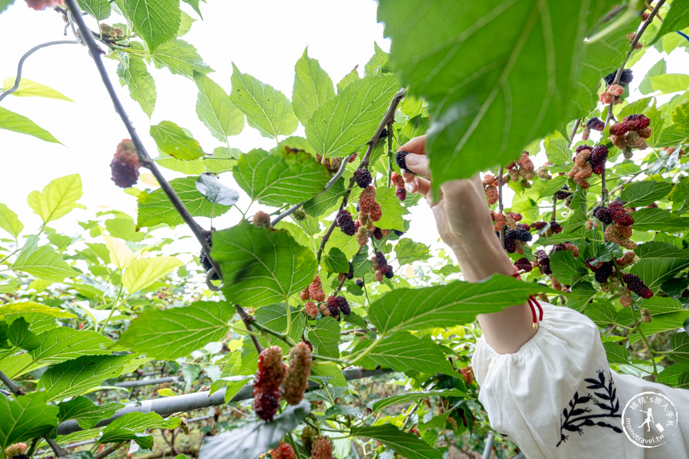 宜蘭員山景點|枕山草地果園 採桑葚體驗|期間限定採摘桑椹推薦.營業時間.門票收費.交通停車介紹