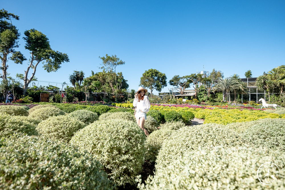 苗栗卓蘭景點》花露休閒農場－波波草花園登場│繡球花.薰衣草.森系景觀餐廳推薦