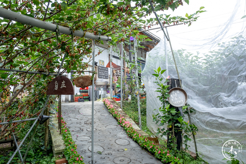 宜蘭員山景點|枕山草地果園 採桑葚體驗|期間限定採摘桑椹推薦.營業時間.門票收費.交通停車介紹