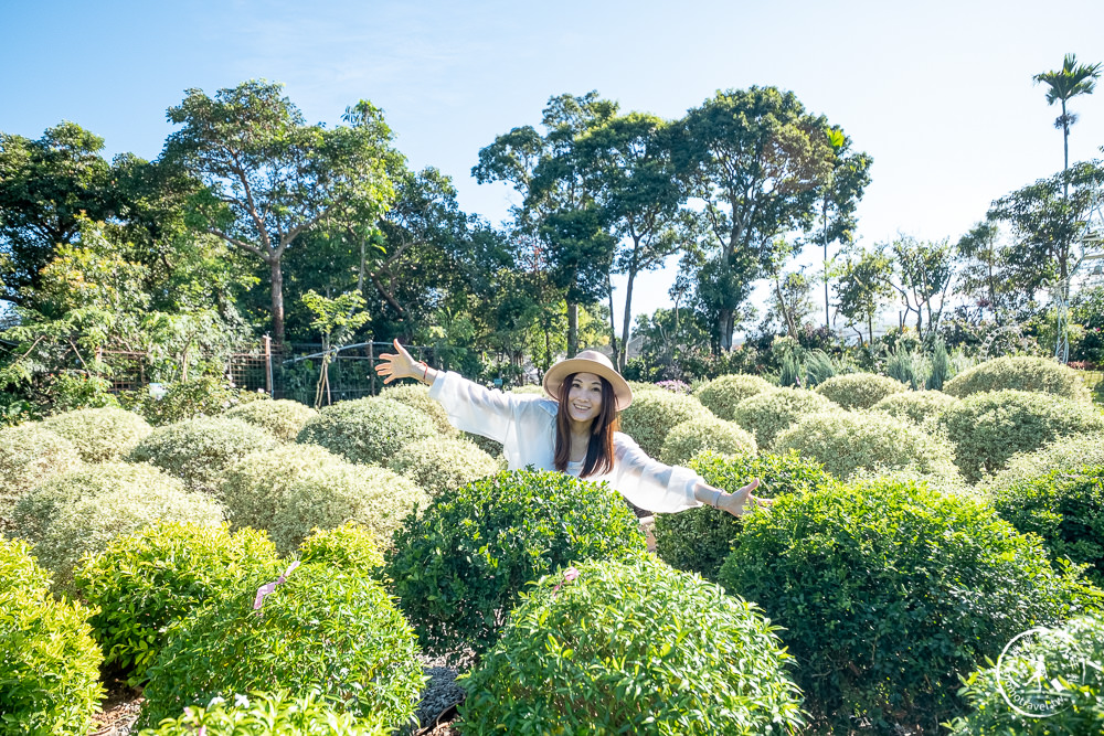 苗栗卓蘭景點》花露休閒農場－波波草花園登場│繡球花.薰衣草.森系景觀餐廳推薦