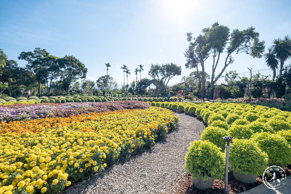 苗栗卓蘭景點》花露休閒農場－波波草花園登場│繡球花.薰衣草.森系景觀餐廳推薦