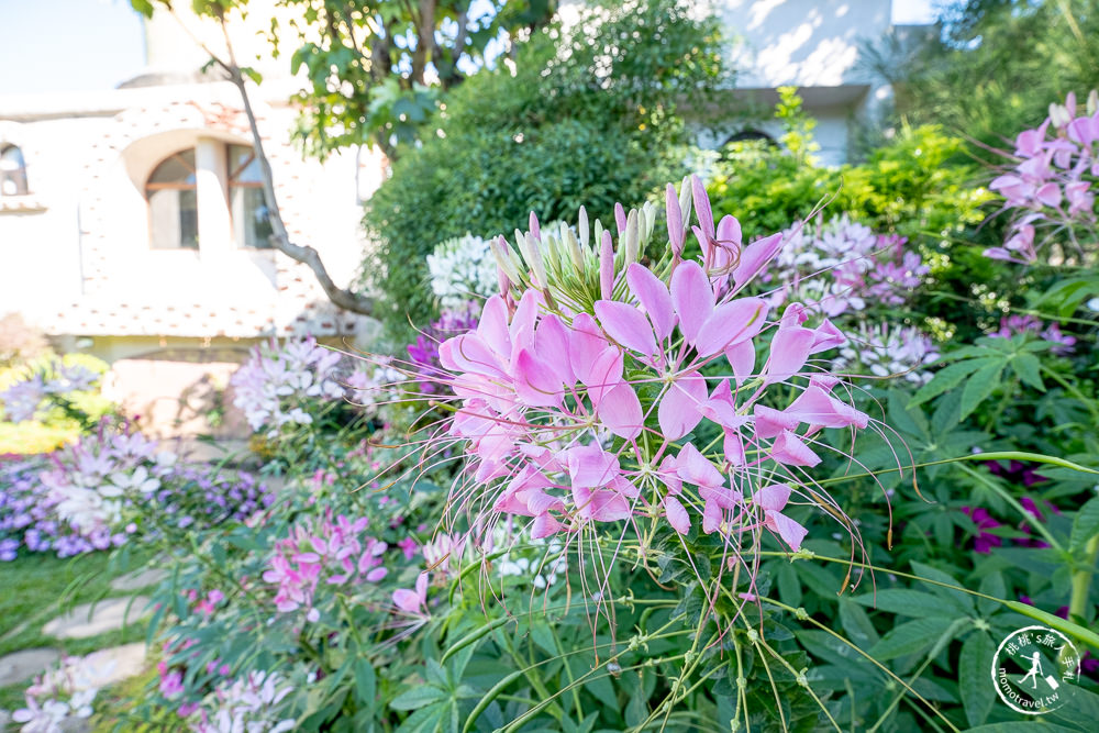 苗栗卓蘭景點》花露休閒農場－波波草花園登場│繡球花.薰衣草.森系景觀餐廳推薦