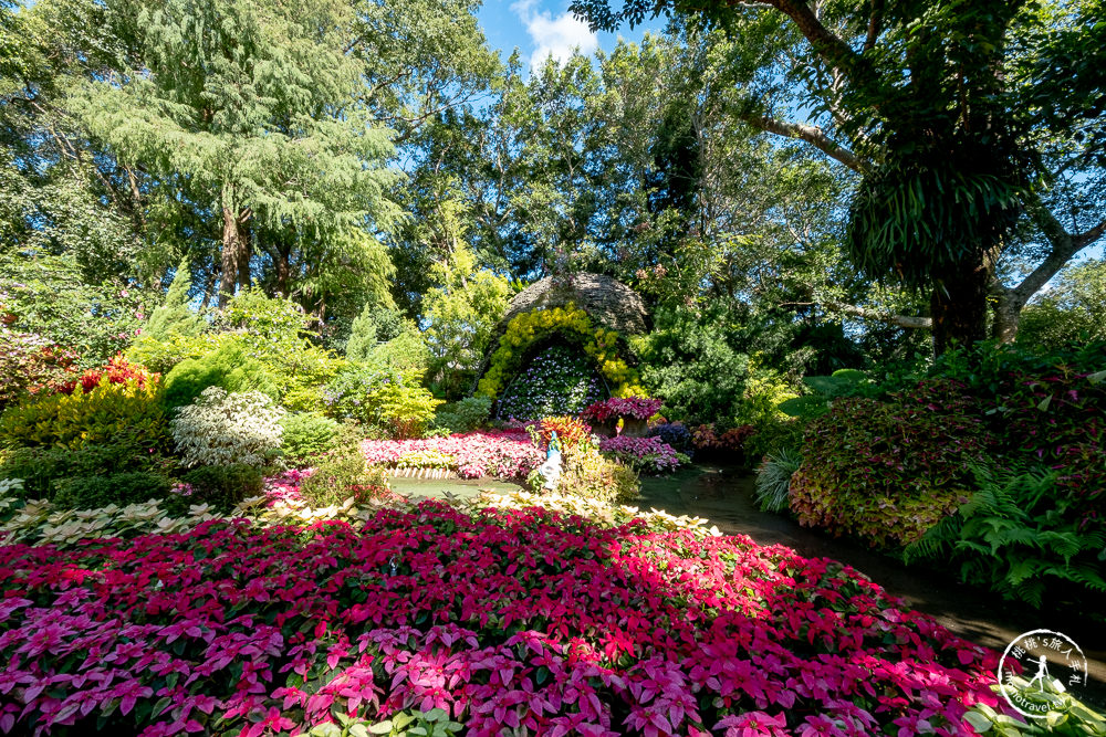 苗栗卓蘭景點》花露休閒農場－波波草花園登場│繡球花.薰衣草.森系景觀餐廳推薦