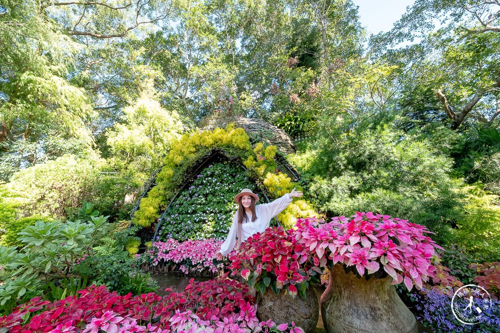 苗栗卓蘭景點》花露休閒農場－波波草花園登場│繡球花.薰衣草.森系景觀餐廳推薦