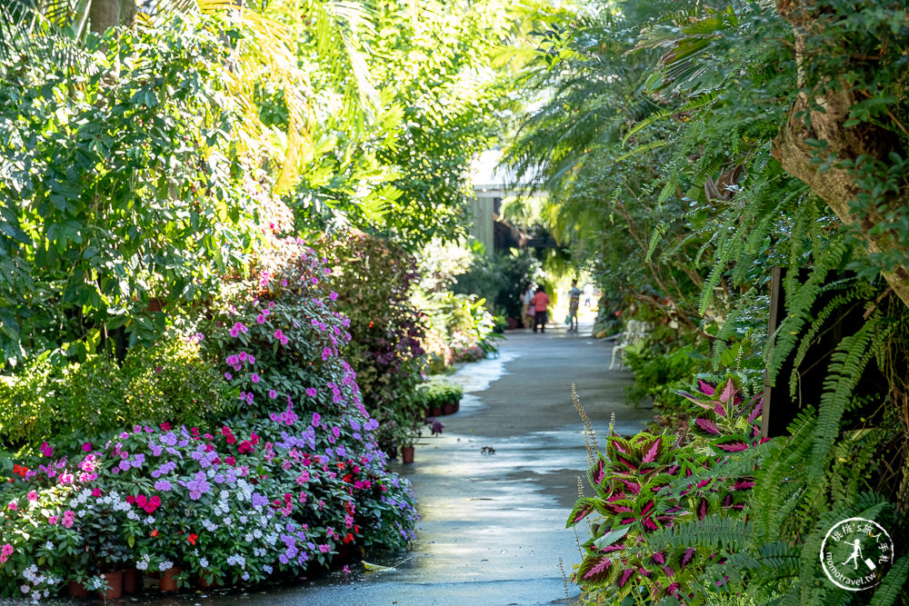 苗栗卓蘭景點》花露休閒農場－波波草花園登場│繡球花.薰衣草.森系景觀餐廳推薦