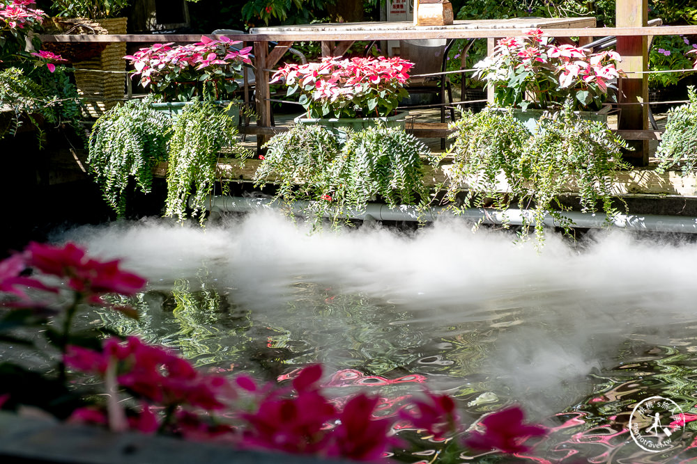 苗栗卓蘭景點》花露休閒農場－波波草花園登場│繡球花.薰衣草.森系景觀餐廳推薦