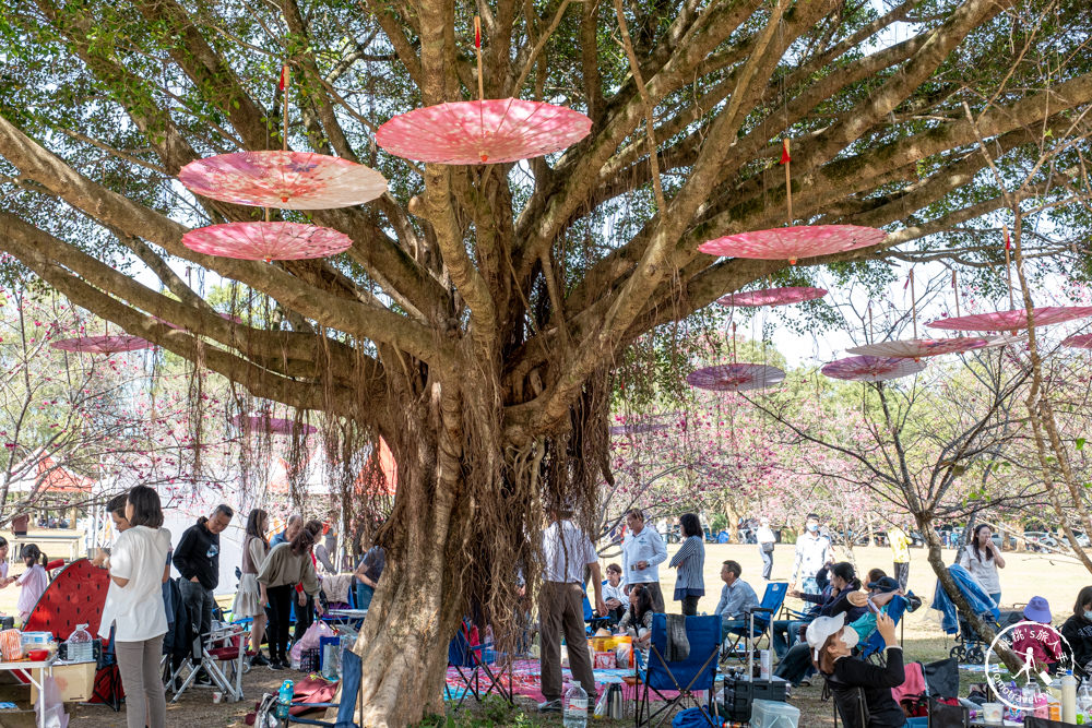 南投埔里景點|暨南大學櫻花季|暨大櫻花林|最新賞櫻花況.停車資訊.賞花拍照點介紹