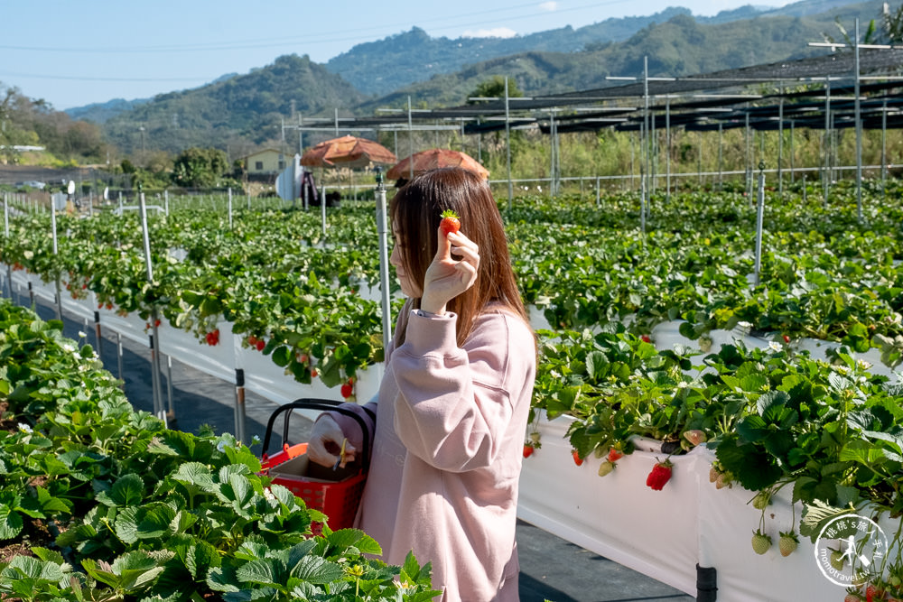 苗栗大湖新景點》紅色琉璃瓦免門票採草莓，再到唯美白色咖啡屋SUHU Café享用下午茶甜點