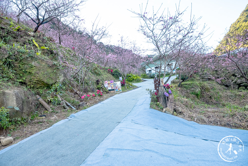 台北賞櫻景點》三峽大熊櫻花林 2021最新花況│七種櫻花花期接力綻放 紅粉泡泡滿山頭