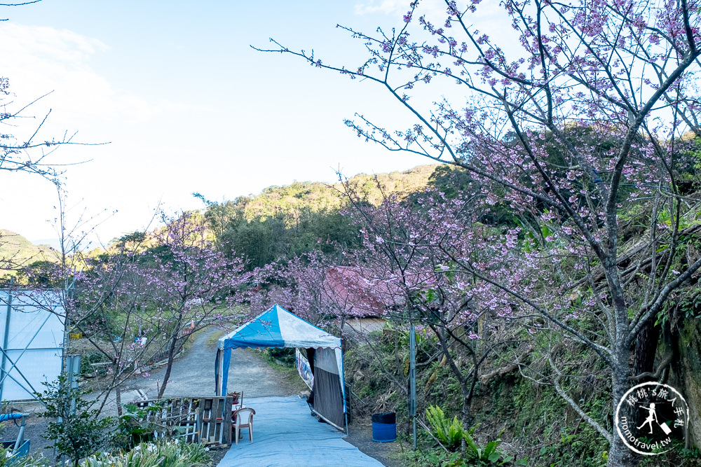 台北賞櫻景點》三峽大熊櫻花林 2021最新花況│七種櫻花花期接力綻放 紅粉泡泡滿山頭