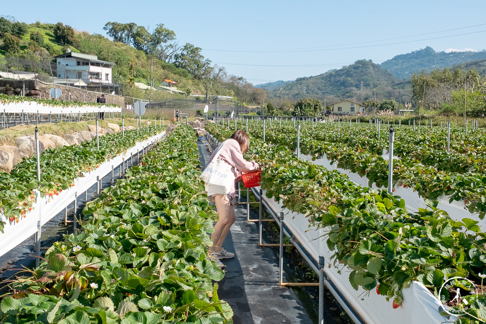 苗栗大湖新景點》紅色琉璃瓦免門票採草莓，再到唯美白色咖啡屋SUHU Café享用下午茶甜點