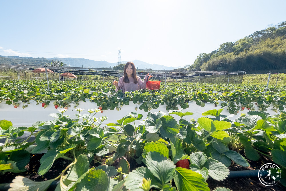 苗栗大湖新景點》紅色琉璃瓦免門票採草莓，再到唯美白色咖啡屋SUHU Café享用下午茶甜點