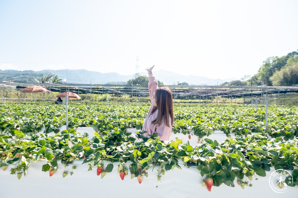 苗栗大湖新景點》紅色琉璃瓦免門票採草莓，再到唯美白色咖啡屋SUHU Café享用下午茶甜點