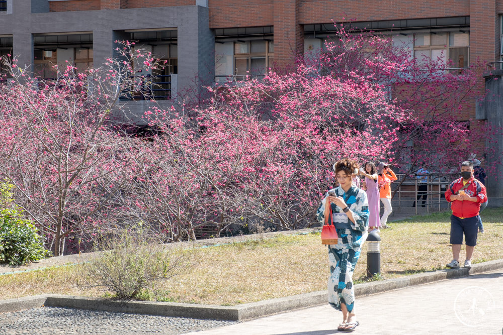 南投埔里景點|暨南大學櫻花季|暨大櫻花林|最新賞櫻花況.停車資訊.賞花拍照點介紹