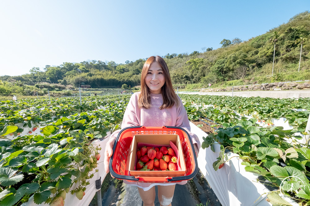 苗栗大湖新景點》紅色琉璃瓦免門票採草莓，再到唯美白色咖啡屋SUHU Café享用下午茶甜點