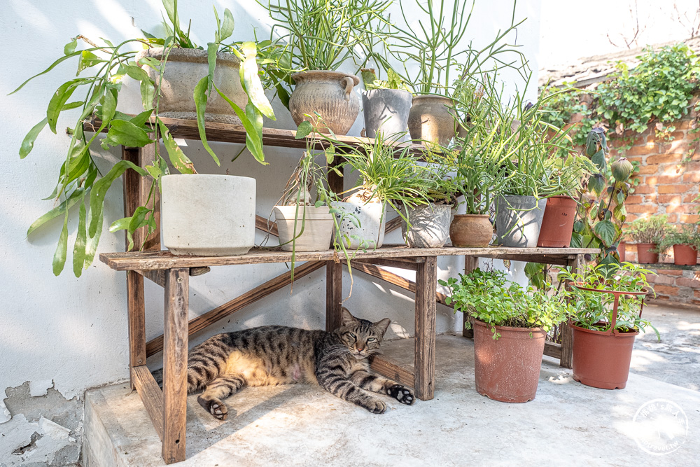 嘉義西區美食|霜空珈琲-老宅改造的療癒系空間,享受午後陽光與質感甜點(營業時間.菜單價格) 嘉義西區美食|霜空珈琲-老宅改造的療癒系空間,享受午後陽光與質感甜點(營業時間.菜單價格)