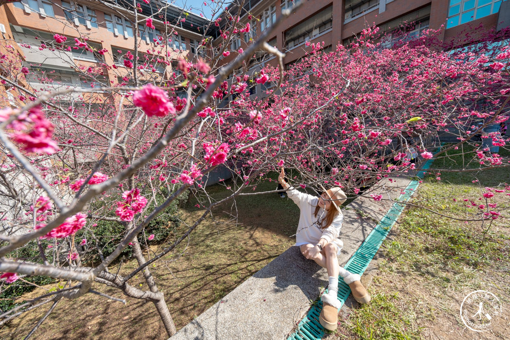 南投埔里景點|暨南大學櫻花季|暨大櫻花林|最新賞櫻花況.停車資訊.賞花拍照點介紹