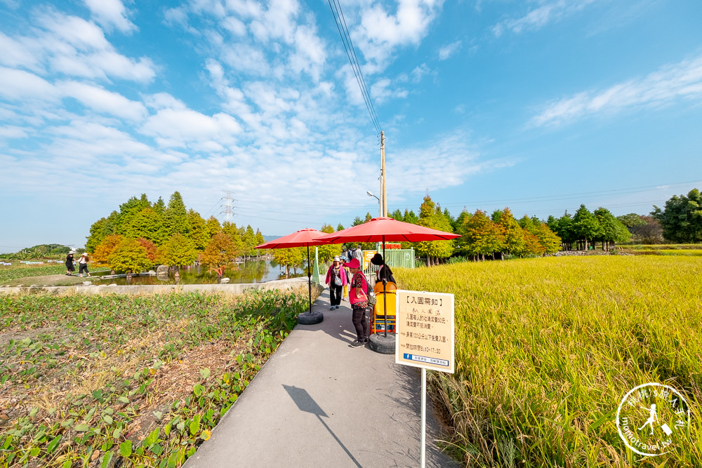 台中后里景點》后里泰安·羽粼落羽松│泰安落羽松秘境交通停車.門票收費.季節時間介紹