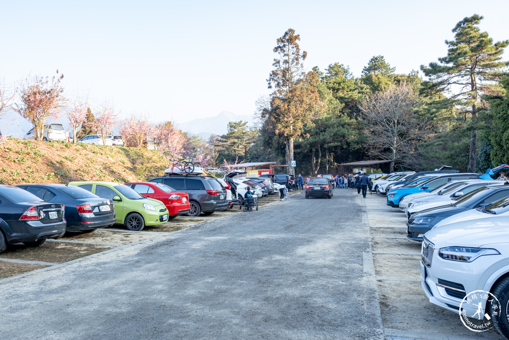 台中和平景點|福壽山農場千櫻園|櫻花季開放時間.最新賞櫻花況.門票停車.交通管制