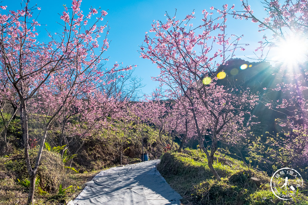 台北賞櫻景點》三峽大熊櫻花林 2021最新花況│七種櫻花花期接力綻放 紅粉泡泡滿山頭