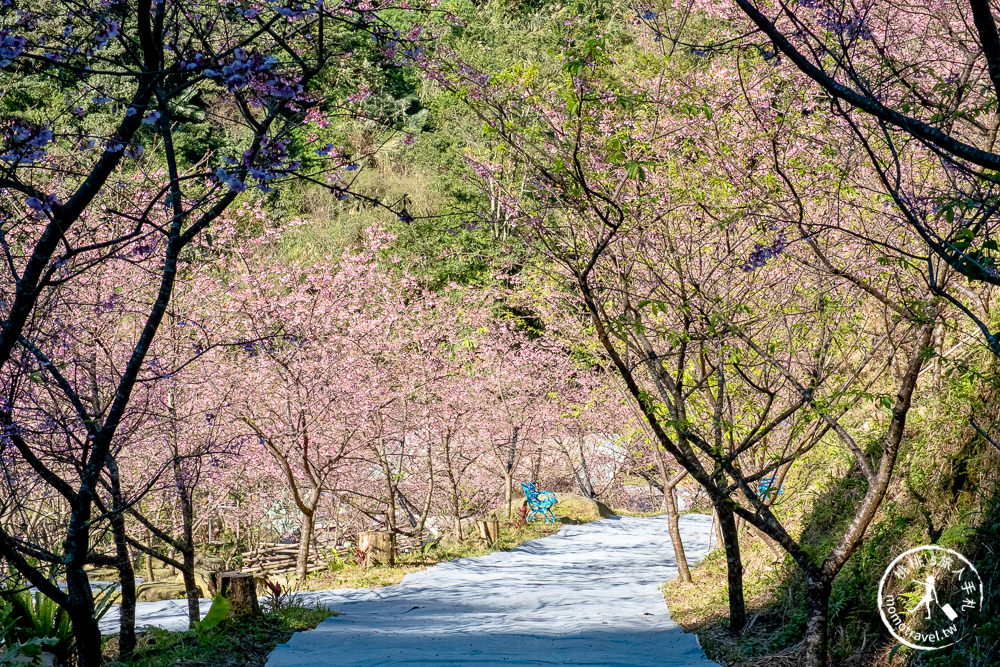 台北賞櫻景點》三峽大熊櫻花林 2021最新花況│七種櫻花花期接力綻放 紅粉泡泡滿山頭