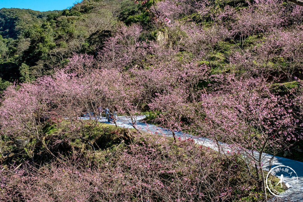 台北賞櫻景點》三峽大熊櫻花林 2021最新花況│七種櫻花花期接力綻放 紅粉泡泡滿山頭