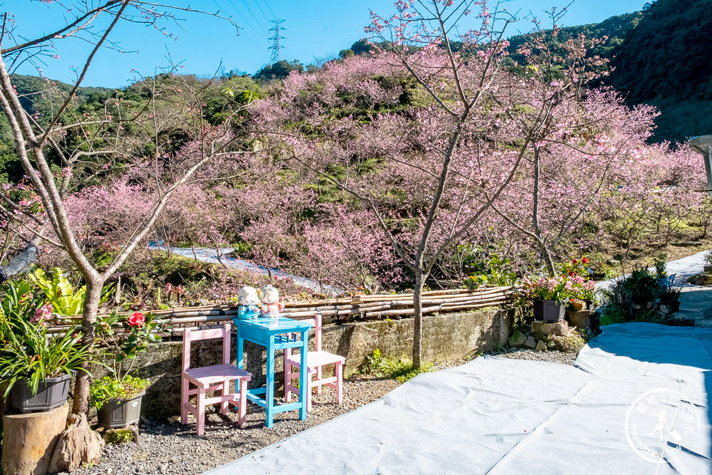 台北賞櫻景點》三峽大熊櫻花林 2021最新花況│七種櫻花花期接力綻放 紅粉泡泡滿山頭