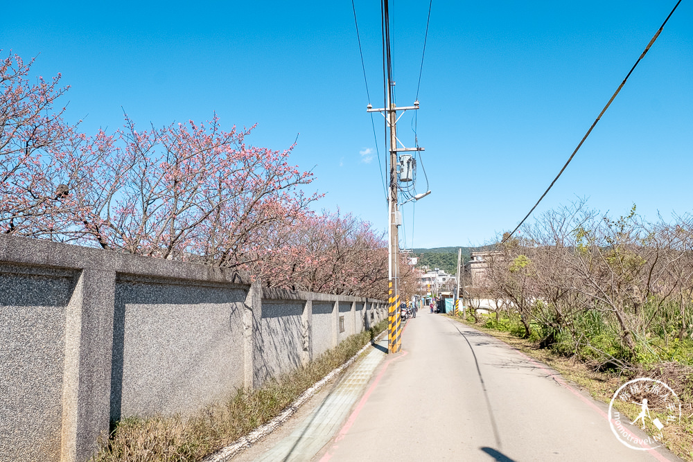 台北賞櫻景點》陽明山平菁街42巷-2021最新花況│櫻花季開跑! 注意假日交管停車!