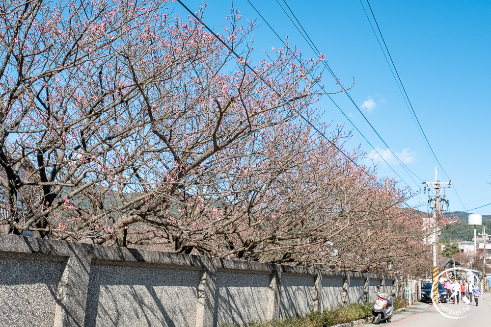 台北賞櫻景點》陽明山平菁街42巷-2021最新花況│櫻花季開跑! 注意假日交管停車!