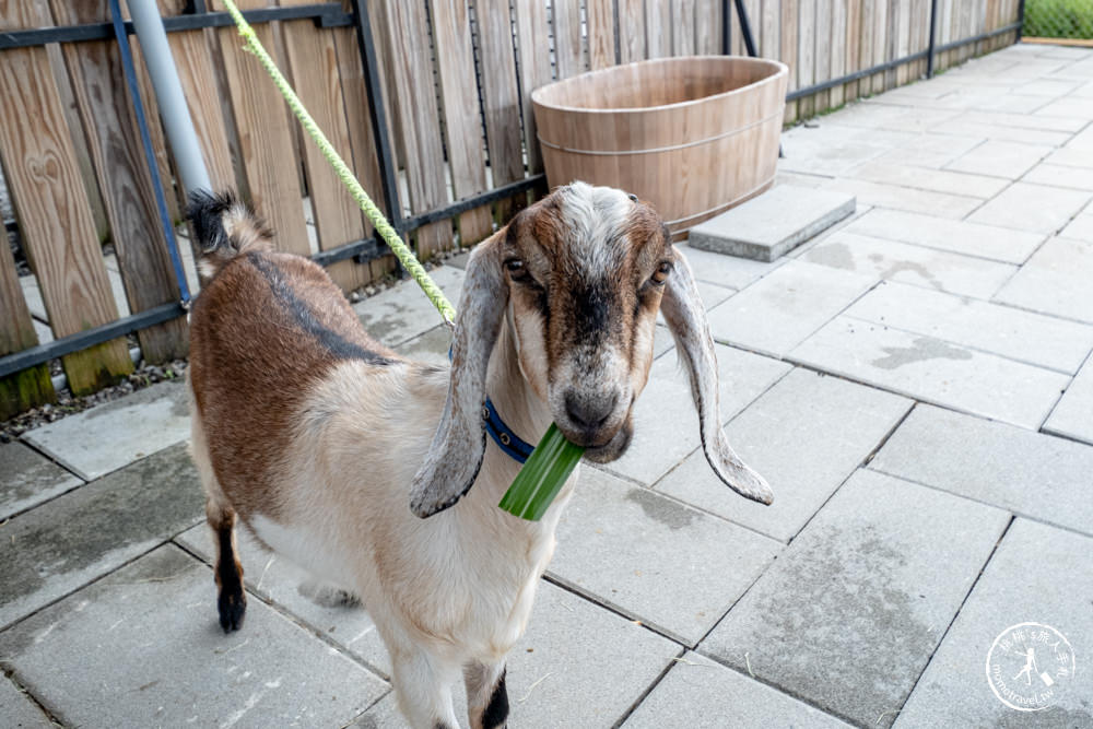 宜蘭冬山景點|星夢森林劇場-可愛動物園地|水豚家族.小鹿.小羊.羊駝零距離體驗|天使星夢渡假村旁(營業時間.交通停車.門票資訊)