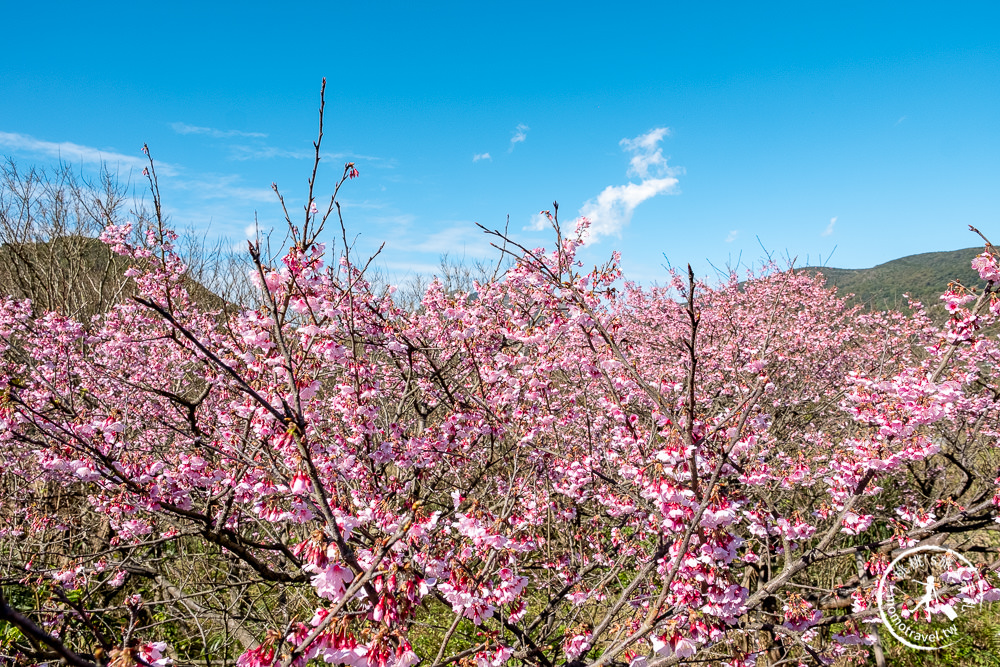 台北賞櫻景點》陽明山平菁街42巷-2021最新花況│櫻花季開跑! 注意假日交管停車!