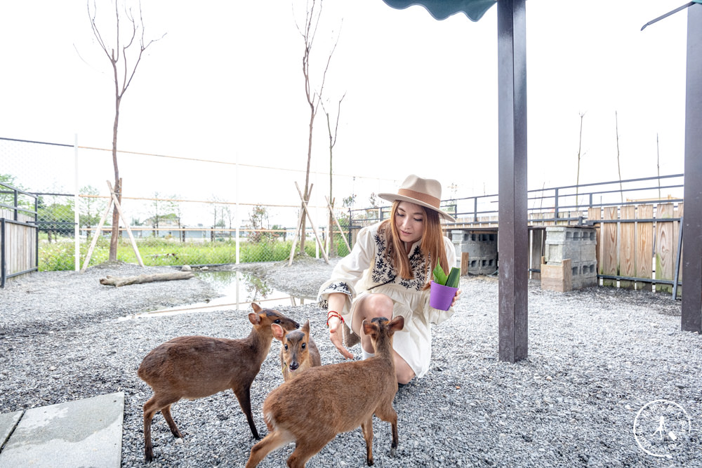 宜蘭冬山景點|星夢森林劇場-可愛動物園地|水豚家族.小鹿.小羊.羊駝零距離體驗|天使星夢渡假村旁(營業時間.交通停車.門票資訊)