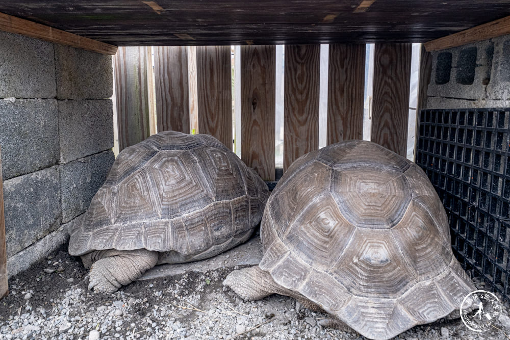 宜蘭冬山景點|星夢森林劇場-可愛動物園地|水豚家族.小鹿.小羊.羊駝零距離體驗|天使星夢渡假村旁(營業時間.交通停車.門票資訊)