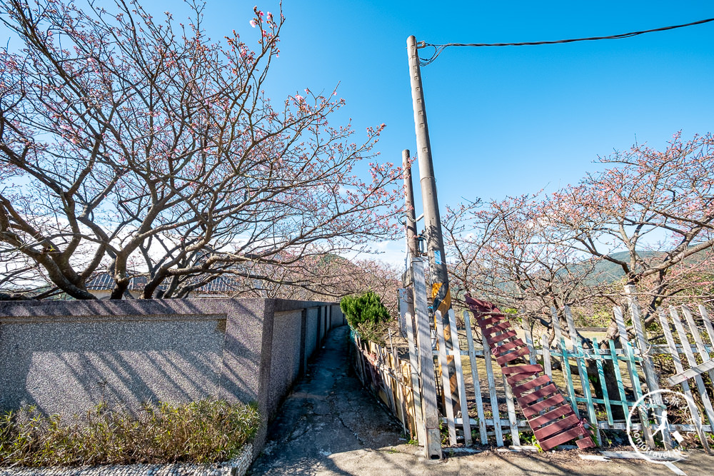 台北賞櫻景點》陽明山平菁街42巷-2021最新花況│櫻花季開跑! 注意假日交管停車!