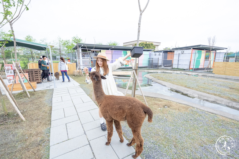 宜蘭冬山景點|星夢森林劇場-可愛動物園地|水豚家族.小鹿.小羊.羊駝零距離體驗|天使星夢渡假村旁(營業時間.交通停車.門票資訊)