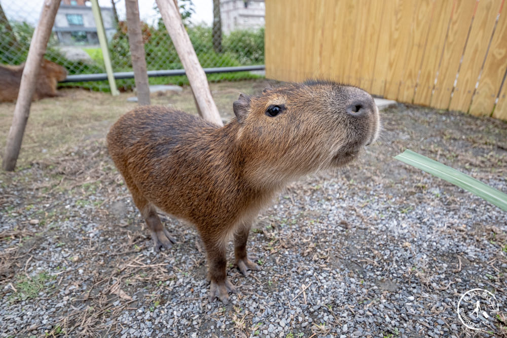 宜蘭冬山景點|星夢森林劇場-可愛動物園地|水豚家族.小鹿.小羊.羊駝零距離體驗|天使星夢渡假村旁(營業時間.交通停車.門票資訊)